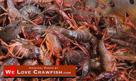 Photos of live crawfish, crawfish boil photographs, crawfish boil ...