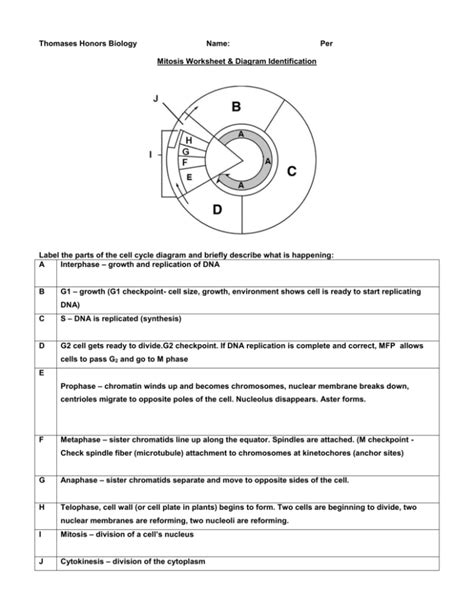 Mitosis Worksheet & Diagram Identification