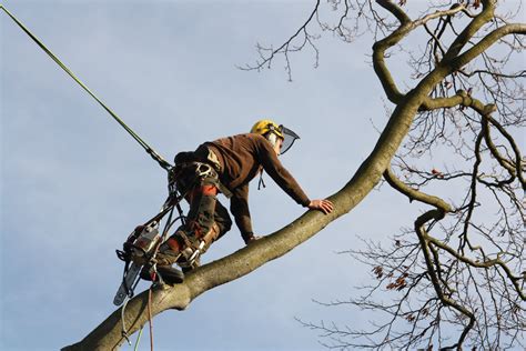 So what is an Arborist? - TD Tree and Land Services - Arbtalk | The ...