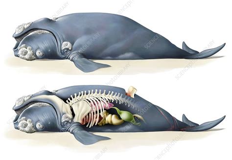 Baleen Whale Anatomy - Calm Water = Calm Whales, and the Reverse is ...