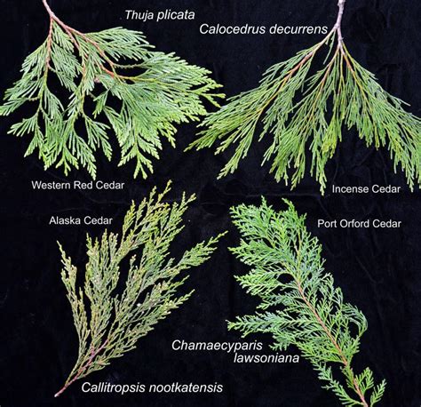 Cedar Tree Types