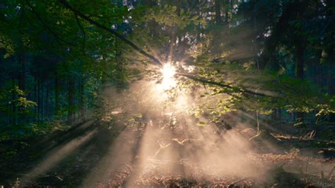 GIF forest mist sunrise - animated GIF on GIFER - by Balladwyn