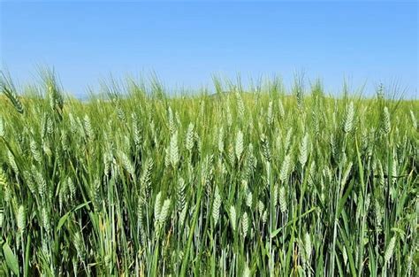 Información, historia y valor nutricional de la planta de trigo ...