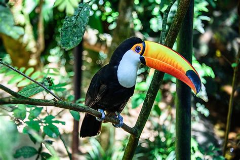 Toco Toucan Facts - Animals of South America - WorldAtlas.com