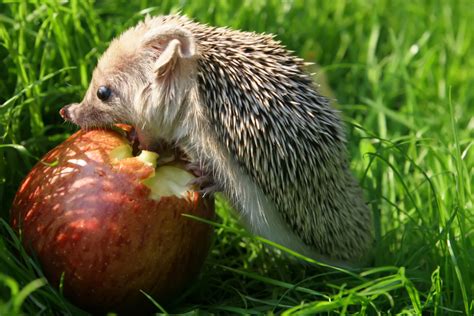 Was fressen Igel? » Ernährungsplan von wilden Igeln