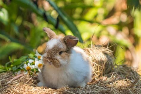 Rabbit HQ: The Jersey Wooly Rabbit - LittleFurryPets