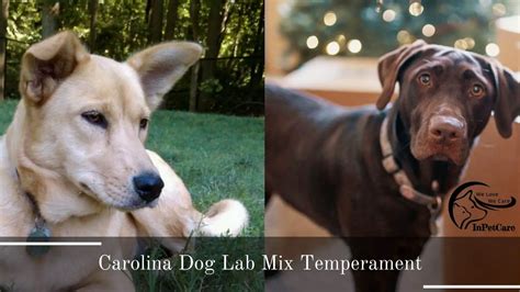 Carolina Dog Lab Mix: A Complete Guide (With Pictures)