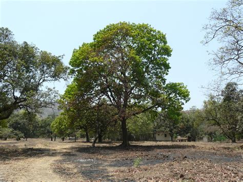 Heaven is where there are Mahua trees – and their bat friends