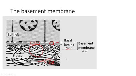 HSCI 4950- Histology Basement membrane - YouTube