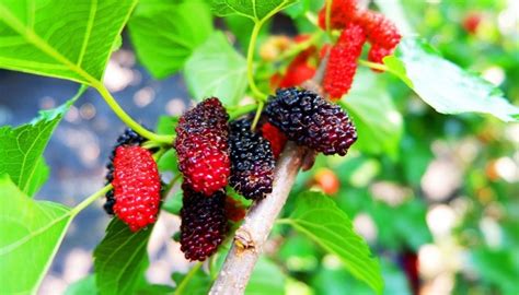 red mulberry tree identification - Candie Paradis