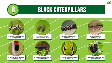 Larvae Identification