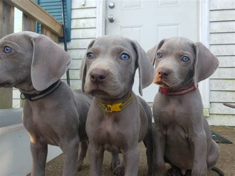 Weimaraner Puppies For Sale | West Bernadine Drive, Paoli Township, IN ...