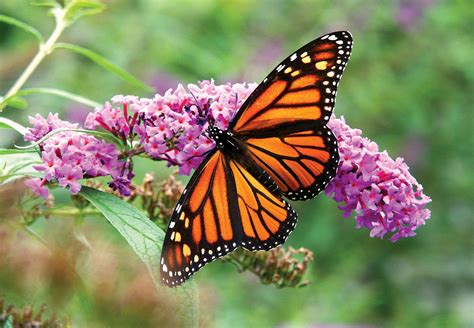 monarch butterfly summary | Britannica