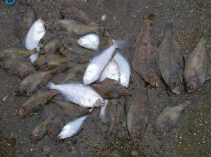 Pacific Sanddab - Pier Fishing in California