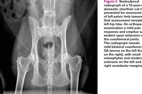 hip dysplasia in cats surgery - Meda Rock