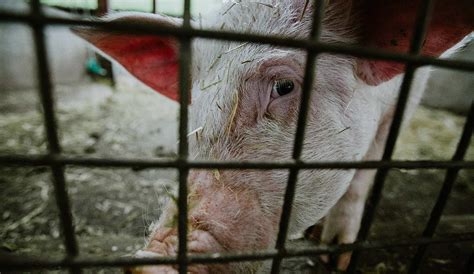 Hog Farms Further Protected from Accountability by New NC Farm Act