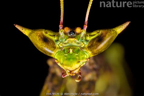 Stock photo of Dragon mantis (Toxodera beieri), detail of head showing ...