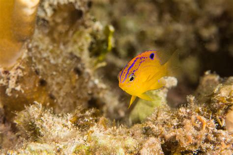 damselSept30-13 | A colorful longfin damselfish on the reefs… | Flickr