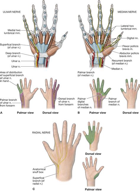 Rotation Anatomy Hand