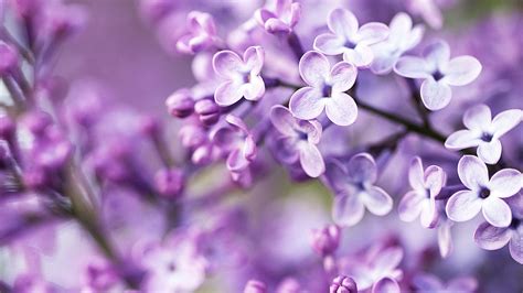 🔥 [70+] Purple Lilac Wallpapers | WallpaperSafari