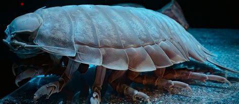 All About The Giant Isopod: A Deep Sea Creature – Gage Beasley