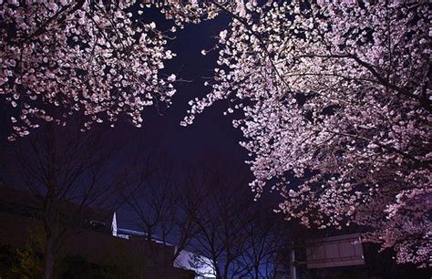 cherry blossoms at night | Cherry blossom, Boquette flowers, Rose trees