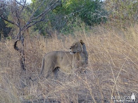 Lion Benin Wildlife | AfricaHunting.com