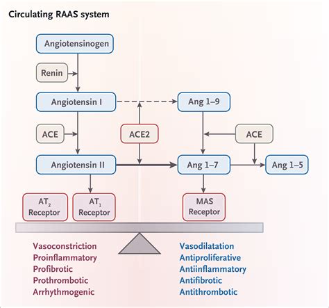 Renin–Angiotensin–Aldosterone System Inhibitors in Covid-19 | New ...