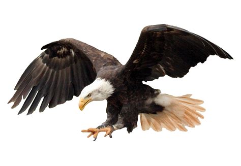 Bald Eagle PNG Image