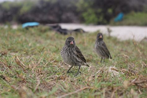 New species of Darwin's finch discovered in Daphne Major island in ...