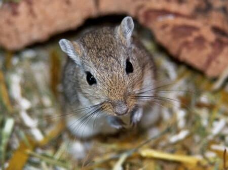 Do Female Gerbils Have Periods? — Gerbil Welfare