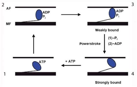 Sliding Filament Theory, Sarcomere, Muscle Contraction, Myosin | Learn ...