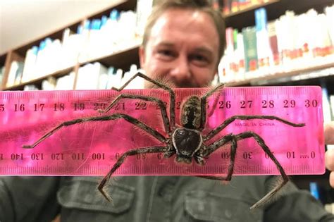 Huge Huntsman spider handed in at reptile park is 'Australia's biggest ...