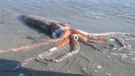 Giant Squid Pictures | Bruin Blog