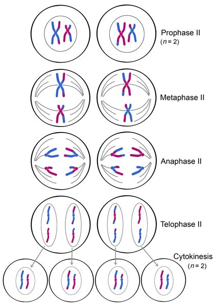 A Cell With a Diploid Number of 24 Undergoes Meiosis