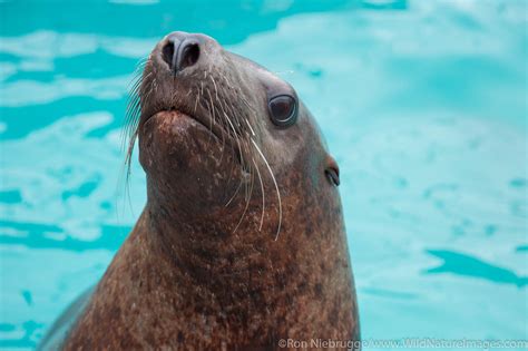 steller sea lion predators Jubatus lion sea eumetopias steller male ad ...