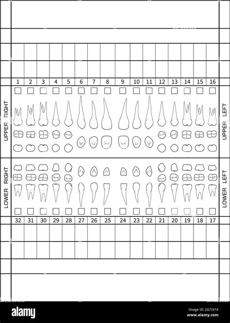 Dental scheme teeth dentist Black and White Stock Photos & Images - Alamy