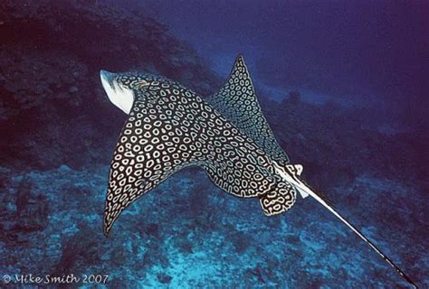 Spotted Eagle Ray Facts | Anatomy, Diet, Habitat, Behavior - Animals Time