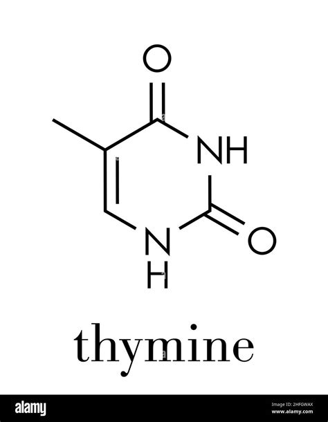 Thymine (T) nucleobase molecule. present in DNA. Skeletal formula Stock ...