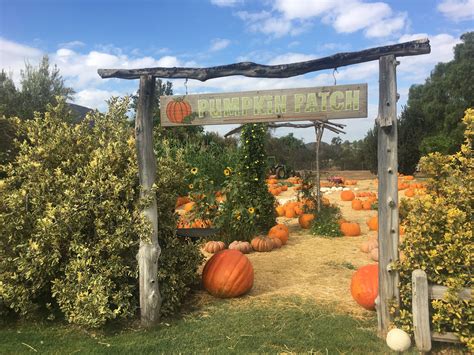 Summers Past Farms Pumpkin Patch | Pumpkin patch, Pumpkin, Farm