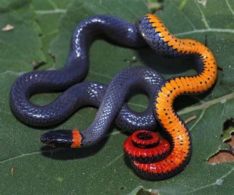 Ringneck Snake Facts and Pictures | Reptile Fact