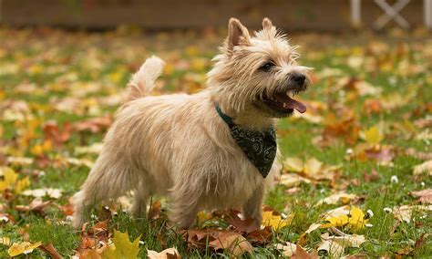 How Big Do Cairn Terrier Puppies Get