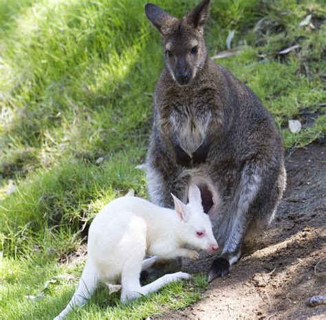 Albino Baby Wallaby with mom | Nathan Rupert | Flickr