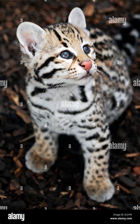 What Do Ocelots Look Like