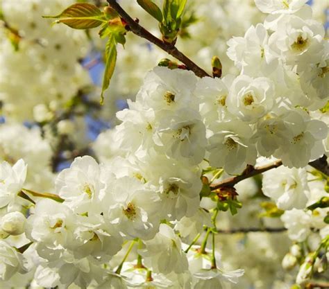 Prunus serrulata 'Shirotae' | Farmyard Nurseries