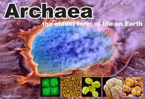 Archaea - Definition, Structure, Types & Extremophile Habitats - Rs ...