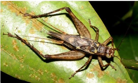 A new species of cricket discovered