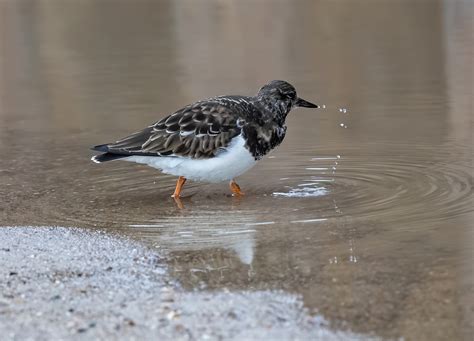 Bird Turnstone Ornithology - Free photo on Pixabay - Pixabay