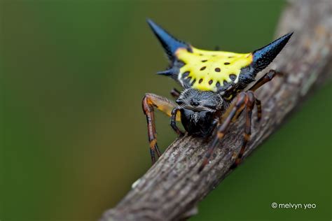 Spiny Orb-Weaver Spider by melvynyeo on DeviantArt