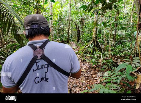 Tour guide or jungle guide in the Amazon rainforest of Ecuador Stock ...